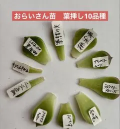 ふなまゆ様 リクエスト 2点 まとめ商品
