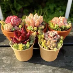 11 多肉植物の小さな寄せ植え◎5コセット◎そのまま飾れる