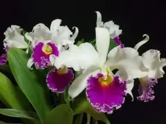 洋蘭 原種 カトレア C. gaskelliana mosca semialba - メルカリ