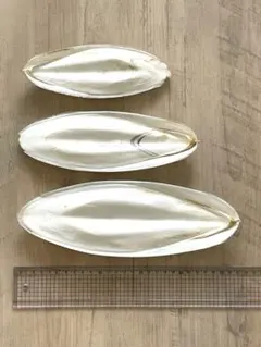 モンゴウイカ　コウイカ　骨　鳥　爬虫類　カルシウム　土壌改良　肥料　3枚セットのサムネイル