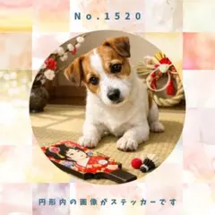 【送料無料】　防水ステッカー　ジャックラッセルテリア　お正月　No.1520