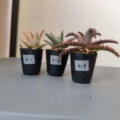 アロエ ハイブリッド 実生 3株セットのサムネイル