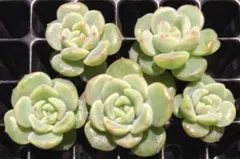 波様 リクエスト 4点 まとめ商品