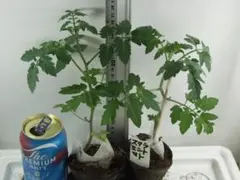 トマト苗　ステラミニトマト苗 ２株　野菜苗　固定種　栽培資料付のサムネイル