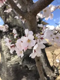 ブルーマイカ様 専用