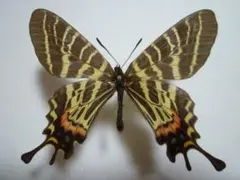 2026年最新】蝶の人気アイテム - メルカリ