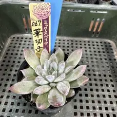 札付き おらいさん苗 ミックスベリア 067 華切子