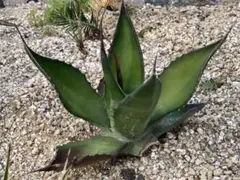 アガベ　サルミアナ　フェロックス　中株　地植え株　ドライガーデン最強