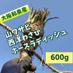 2026年最新】山わさび 苗の人気アイテム - メルカリ