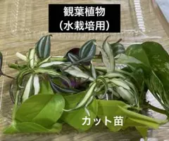 オケステ様 リクエスト 2点 まとめ商品