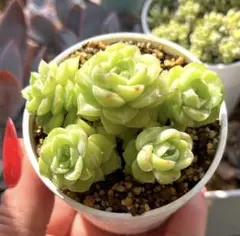 2026年最新】マルガン 多肉の人気アイテム - メルカリ