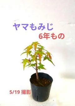 桜子様 リクエスト 2点 まとめ商品