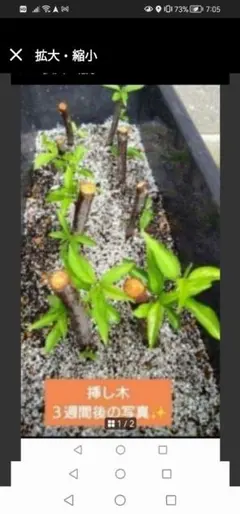 2026年最新】スモモ 穂木の人気アイテム - メルカリ