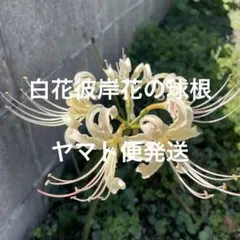 ヨッシー様 リクエスト 2点 まとめ商品