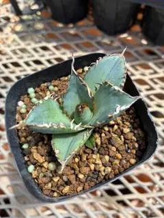 観葉植物 アガベ パリートランカータ 抜き苗 - メルカリ