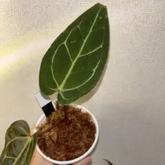 Anthurium michelle✖️Portel （variegated）のサムネイル