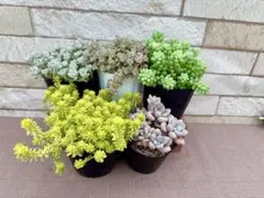 最安値のおにくちゃん様 リクエスト 2点 まとめ商品