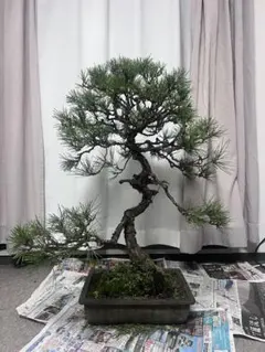 創作盆栽（たぬき）盆栽 真柏 舎利幹 懸崖風 盆栽鉢 - メルカリ
