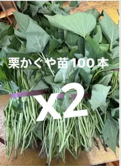 【かいどん】千葉県産シルクスイート芋苗100本と栗かぐや100本　同封 かいどん様専用】千葉県産シルクスイート芋苗100本と栗かぐや100本