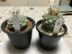 ストロンボカクタス・菊水　種子（成田氏大疣菊水×大疣菊水）　100粒以上のサムネイル