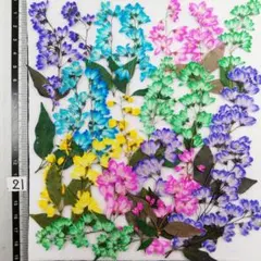 ヒメウツギ　染め NO21 押し花 押し花素材 @¥850