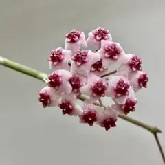 ホヤ　斑入りオボバタ　バリエガタ Hoya Obovata Variegatedのサムネイル