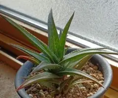 kaki様 リクエスト 2点 まとめ商品