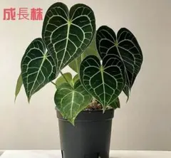 み*き様 Anthurium pinkveil - メルカリ