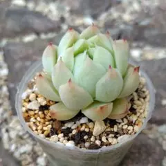 多肉植物 水蜜桃【抜き苗】 - メルカリ