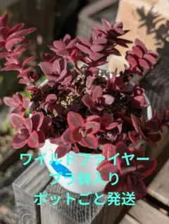 ワイルドファイヤー　プラ鉢入りのサムネイル