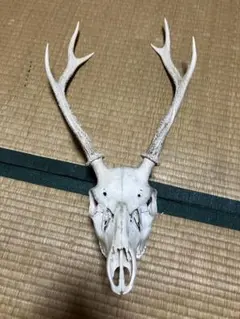 ニホンノウサギ 野うさぎ 兎 頭骨 頭蓋骨 骨格標本 - メルカリ