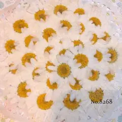 ♡new♡ ♡訳ありのノースポールの押し花♡