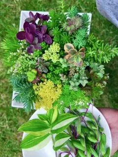 Sale❣️多肉植物セダム カット苗18種詰め合せ 寄せ植えセットゆうゆうメルカリ