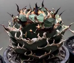 2025年最新】アガベチタノタ ハデスの人気アイテム - メルカリ