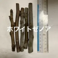 2026年最新】穂木 イチジクの人気アイテム - メルカリ