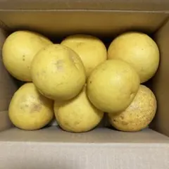 ⭕️文旦８個 小さめ