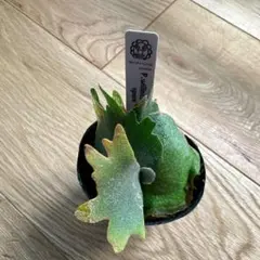 P1106 チワワニシキ 18株 抜き苗 多肉植物 アエオニウム エケベリア