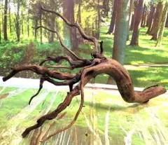 2026年最新】アク抜き済流木の人気アイテム - メルカリ