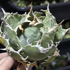 2026年最新】アガベ 白鯨 大株の人気アイテム - メルカリ