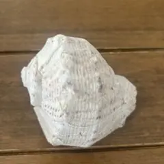 白い貝殻の置物