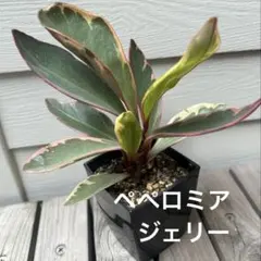 観葉植物　ペペロミア　ジェリー　抜き苗　✿