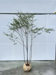 山採り アオダモ コバノガマズミ リョウブ 混合株 - メルカリ