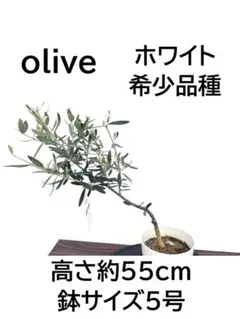 オリーブの木　ホワイト　5号　約55cm　NO.1009　希少品種　現品掲載 オリーブの木 ホワイト 5号 約55cm NO.1009 希少品種 現品掲載 - メルカリ