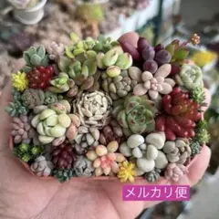 2026年最新】多肉植物 カット苗 詰め合わせ 多肉弁当の人気アイテム