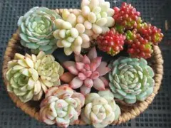 【2000フォロー感謝品】人気種いろいろ⑥★エケベリア★多肉★多肉植物★寄せ植え