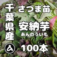 2026年最新】サツマイモ 苗 安納芋の人気アイテム - メルカリ