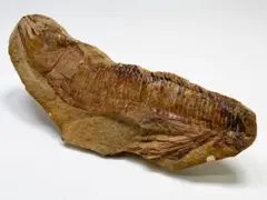 魚の化石 白亜紀 アスピドリンクス 1億5千万年 2025年最新】化石 アスピドリンクスの人気アイテム - メルカリ