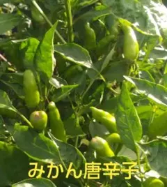 かやちゃん様 リクエスト 3点 まとめ商品