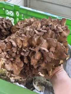 上州まいたけ（菌床まいたけ）500g 群馬県産 - メルカリ