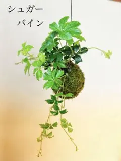 RYSTT様 リクエスト 2点 まとめ商品